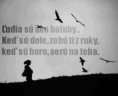 /album/fotogaleria-vtipy-citaty/holuby-jpg/
